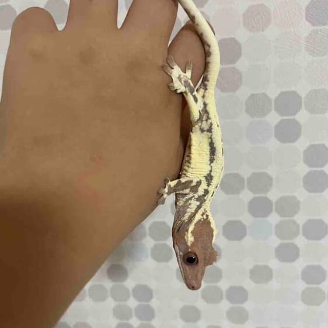 프라푸치노