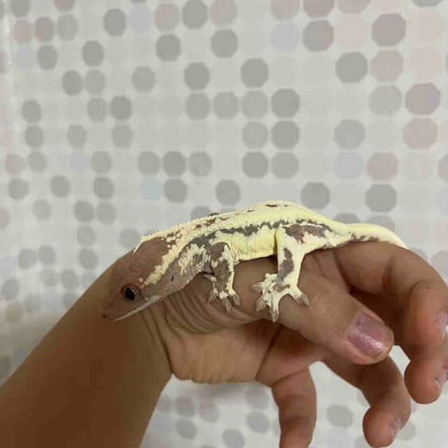 프라푸치노
