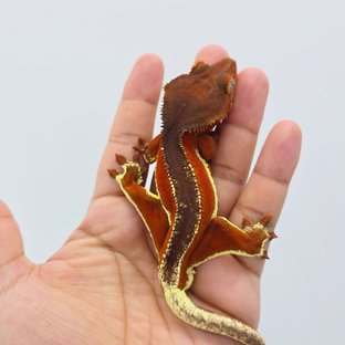 레드 팬텀 릴리화이트