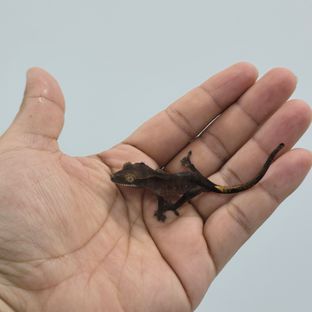 다크 블랙 챠콜 알티