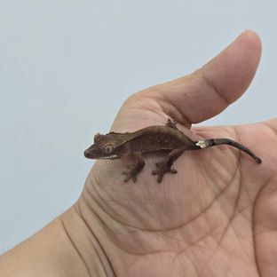 다크 블랙 챠콜 알티