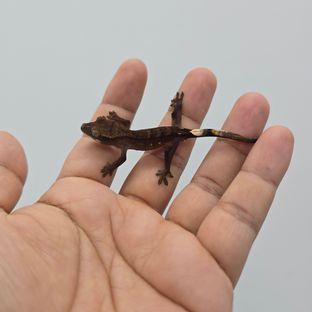 블랙 챠콜 알티