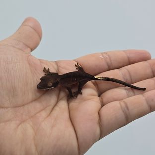 블랙 다크 챠콜 알티