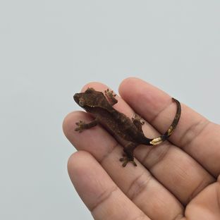 다크 블랙 챠콜 알티