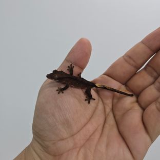 블랙 챠콜 알티