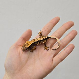 트라이