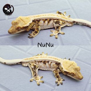 누누