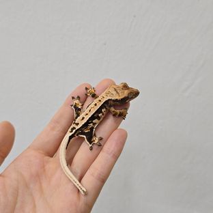 트라이