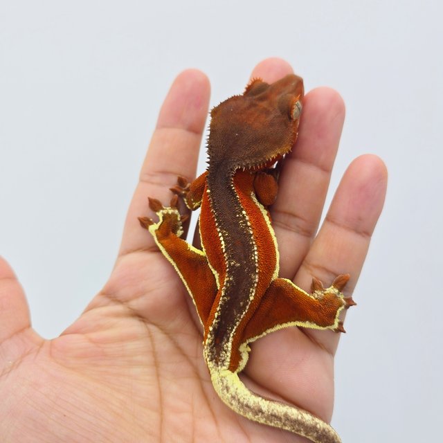 레드 팬텀 릴리화이트