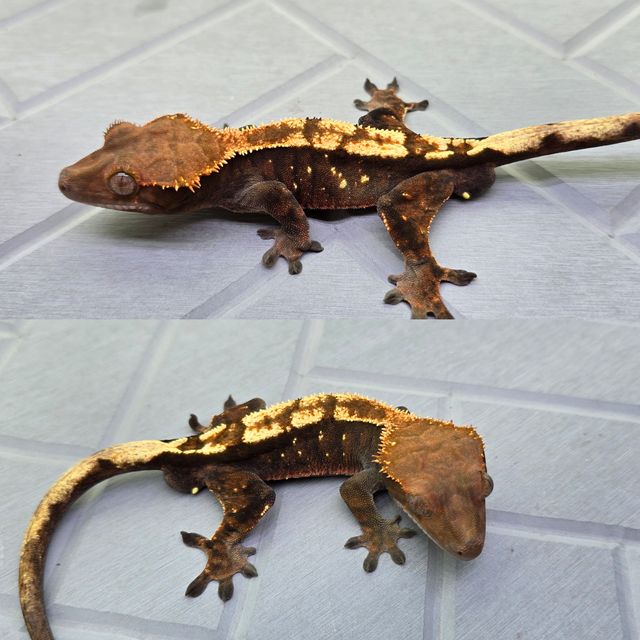 세이블