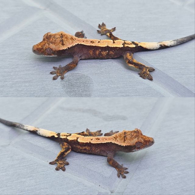 세이블