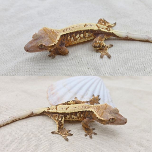 세이블