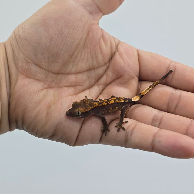 다크 블랙 챠콜 알티 플레임