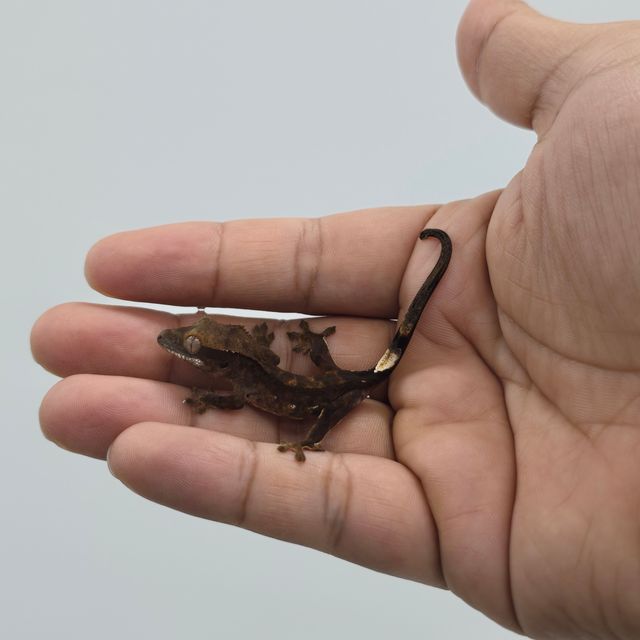 다크 블랙 챠콜 알티