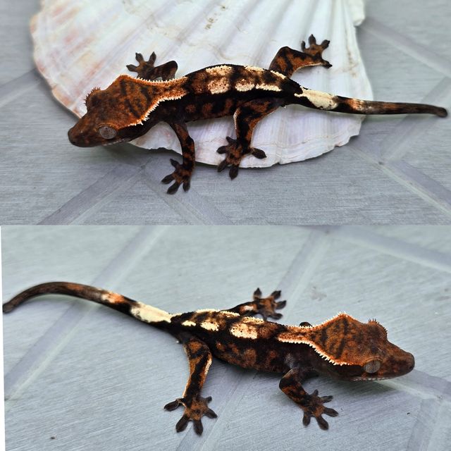 세이블