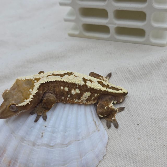 세이블