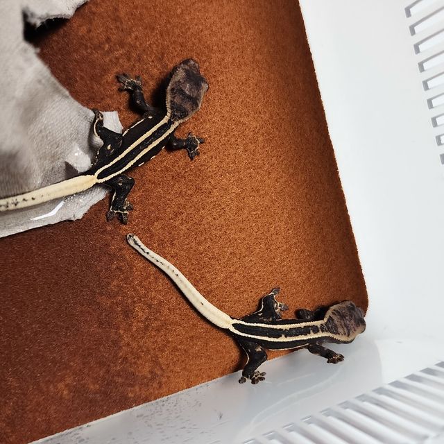 엠티백 블랙