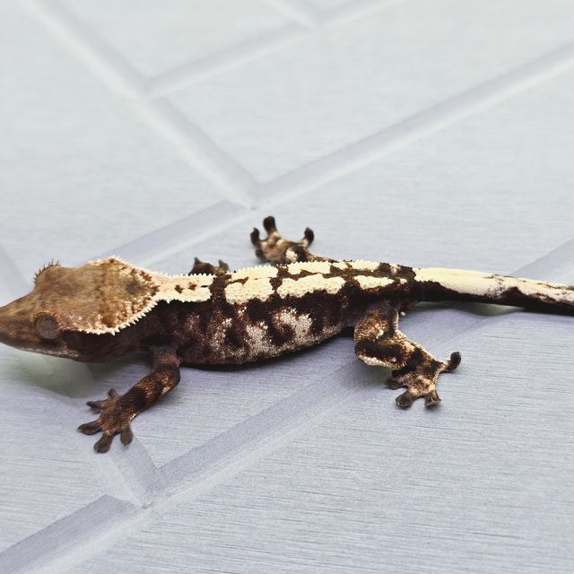 세이블 바브