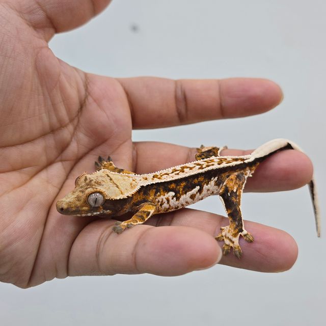 트라이