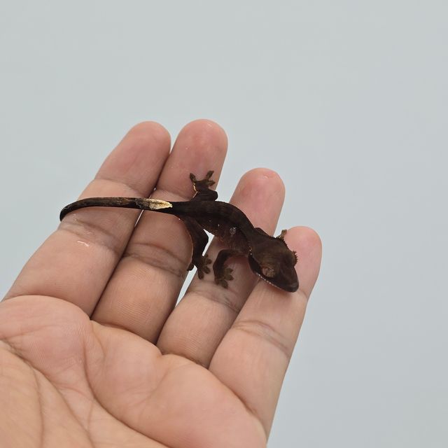블랙 다크 챠콜 알티