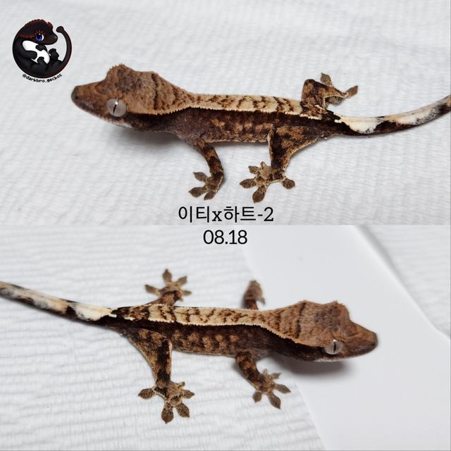 카푸치노 트라이