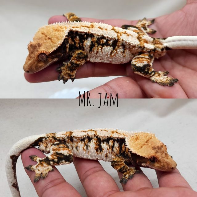 트라이 드리피 텐저린 레이지