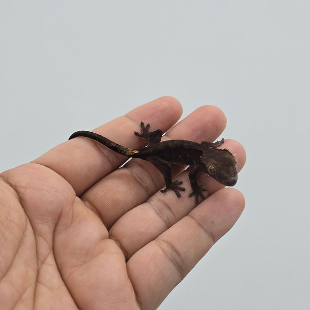 블랙 챠콜 알티