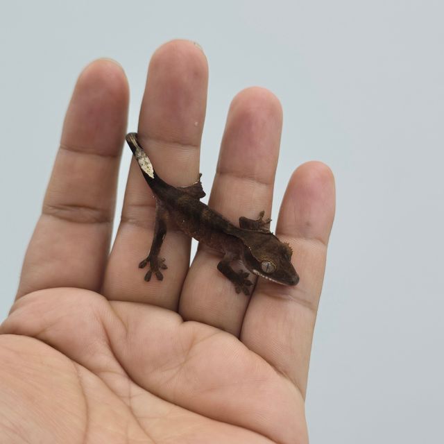 다크 블랙 챠콜 알티