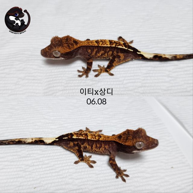 카푸치노 다크 블랙