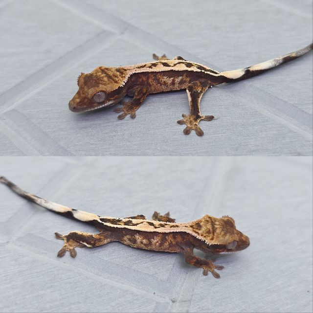 세이블
