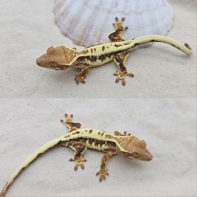 프라푸치노