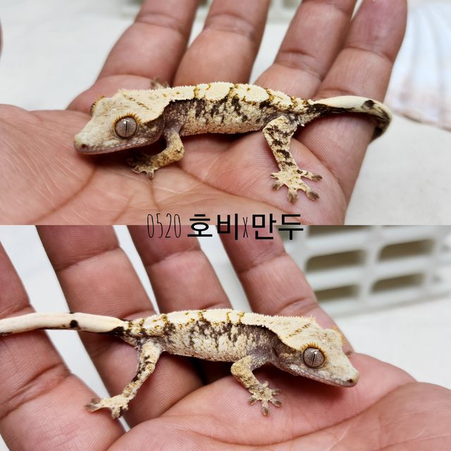 트라이 드리피