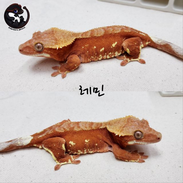 레드 바이