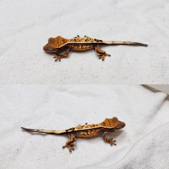 세이블 트라이
