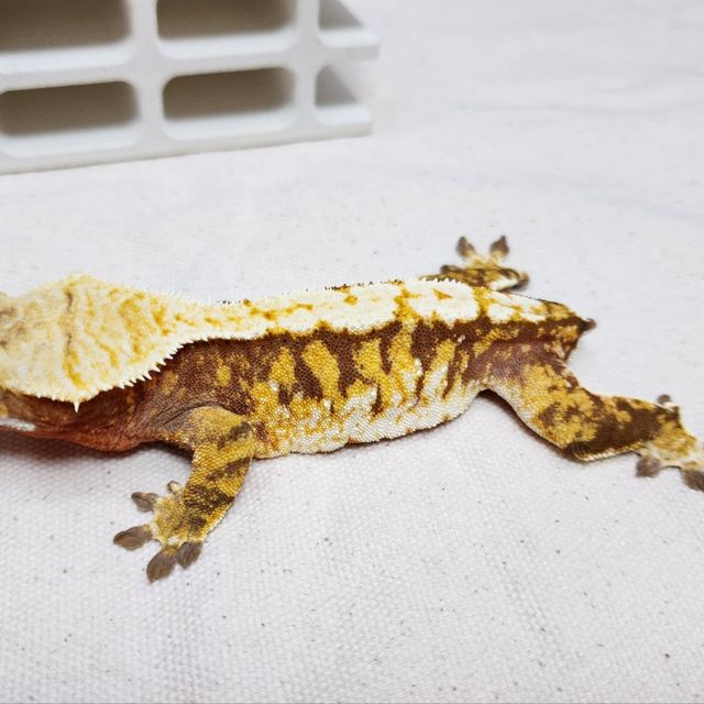 트라이