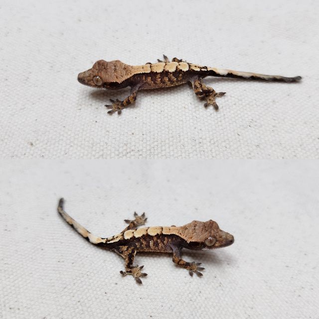 세이블