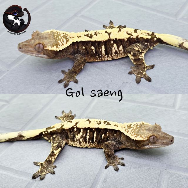 세이블