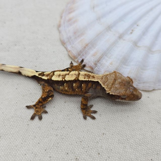 세이블