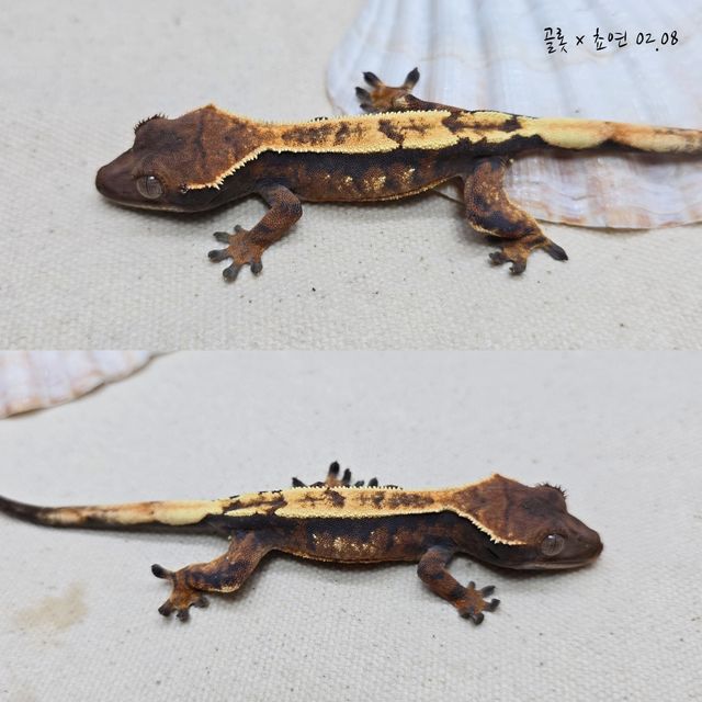 세이블