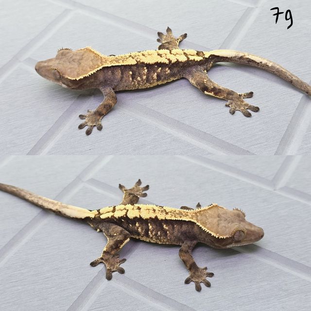 세이블
