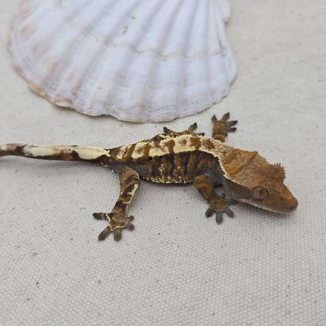세이블