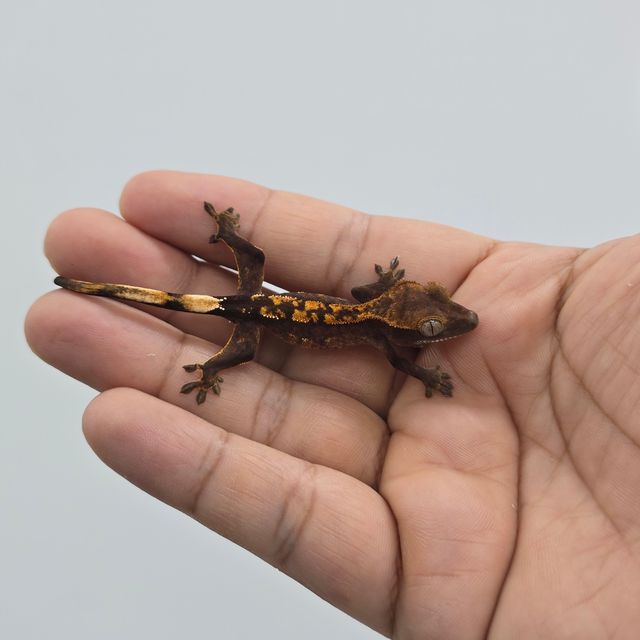 다크 블랙 챠콜 알티 플레임