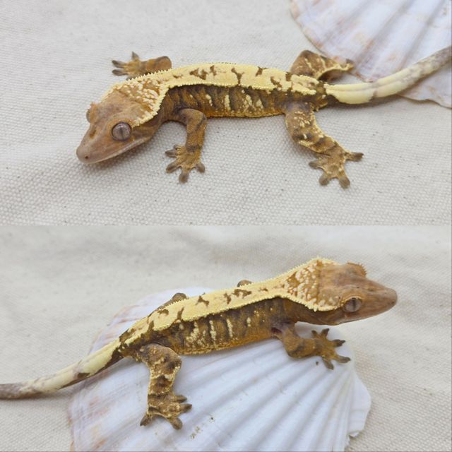 세이블