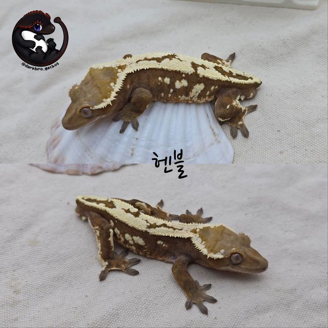 세이블