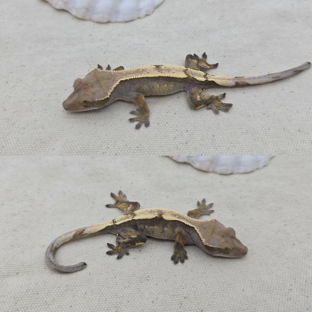 세이블