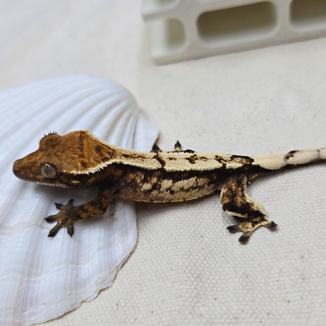 세이블