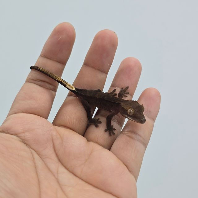 다크 블랙 챠콜 알티