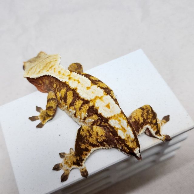 트라이