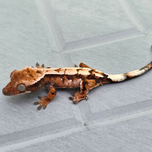 세이블