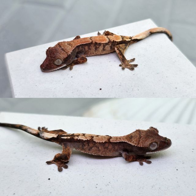 세이블